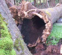 Image of a fallen hollow tree