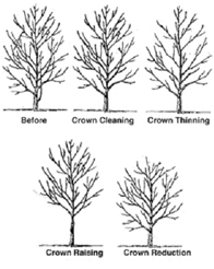 How to prune a tree - Mumby's Tree Services