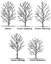 How to prune a tree - Mumby's Tree Services