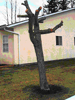 Improper pruning (topping) of trees can be dangerous. Call an ISA Certified Arborist like Mumby's Tree Services.